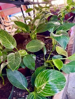 Plants (6”pot🌿Philodendron  Birkin $5 each)