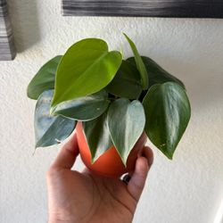 Heartleaf Philodendron