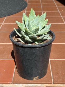 Aloe Brevifolia Succulent