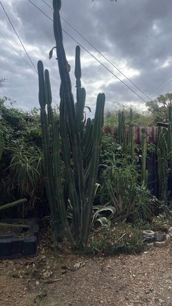 Various mature cacti for sale .