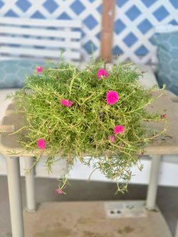 Natural plants ratito de sol $5 each plant