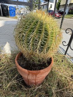 Echinocactus, Cactus 