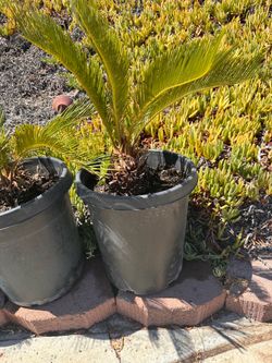 Sago Palms