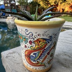 Succulent Plant In Pot 4.5” High