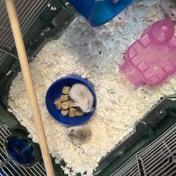 Russian Miniature Hampsters 