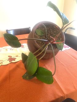 Heavy Medium Clay Planter With A Rubber Tree