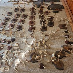 Tons Of Antlers From Over The Years 