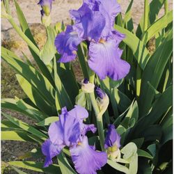Iris 