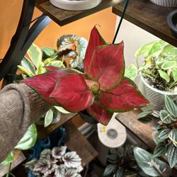 Red Beauty Aglaonema