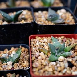 Ariocarpus retusus seedlings