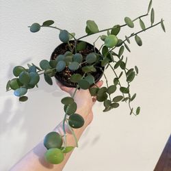 Houseplant Succulents Sliver Coin 5”