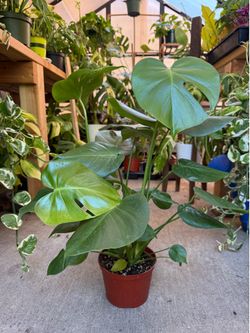 Monstera deliciosa 6”