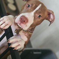 Dog collar/chain