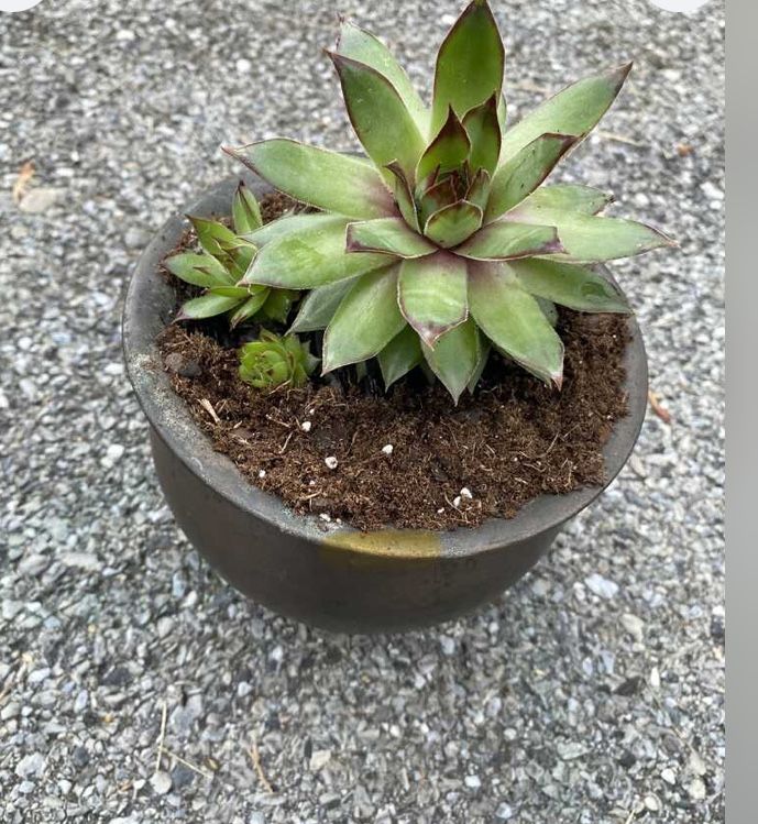 Succulents In A Brass Planter.