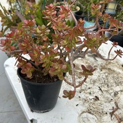 Una Succulents 