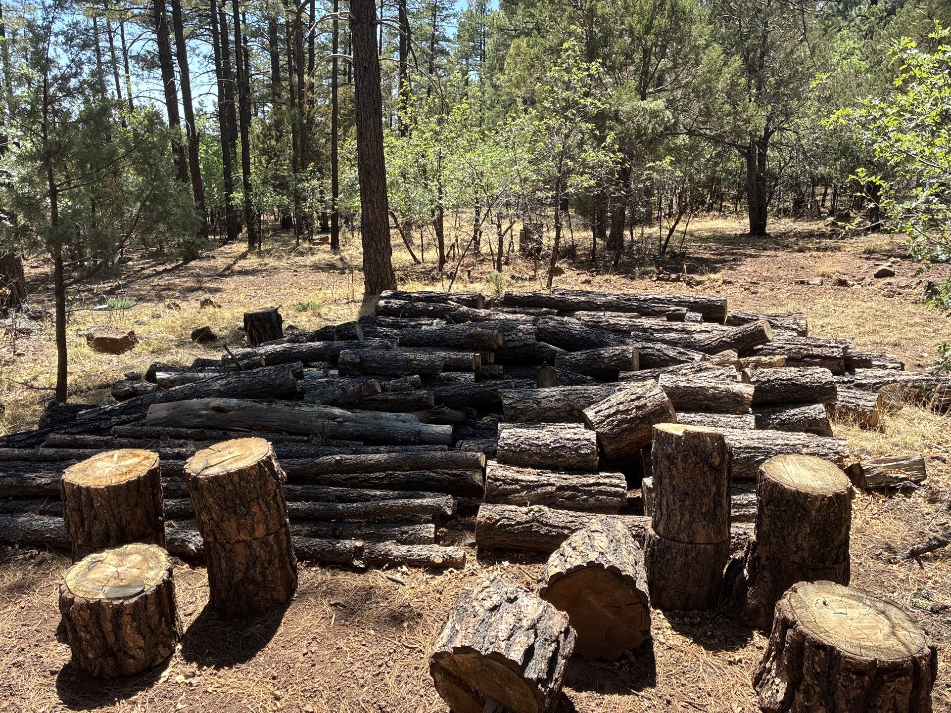 Free Pine