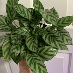 Calathea Freddie With Blooms
