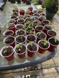 Tomatillo plants grown from seeds ❤️