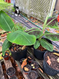 Banana Trees