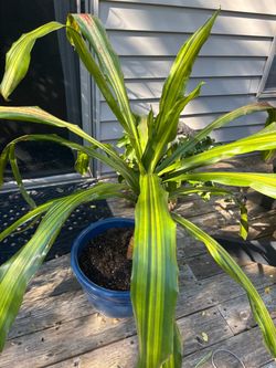 Dracaena Plant mature