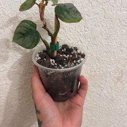 Philodendron Sodiori