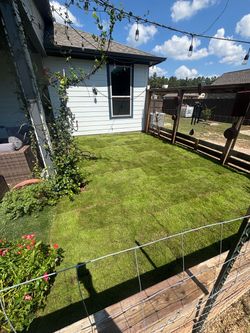 Zoysia emerald grass