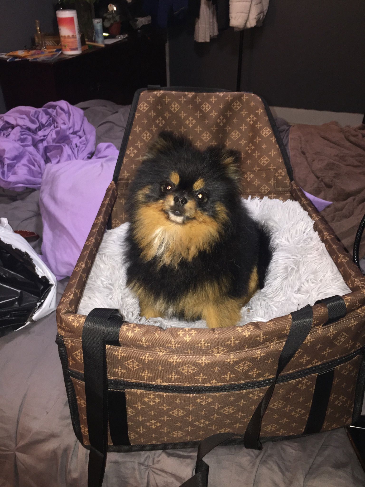 Stylish pet safety car seats (Atlanta to Peachtree City)
