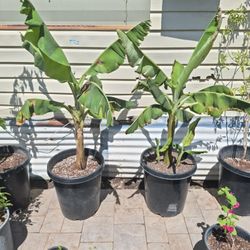 Bananas Trees Read Description