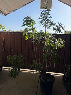 Jocote tree