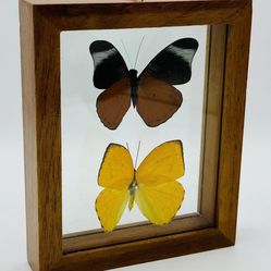 2 Real Framed Butterflies Panacea Prola & Phoebis Argante 