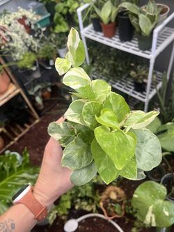 Pothos