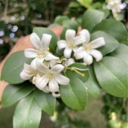Orange Jasmine Plant Seedlings **$1 to $2**