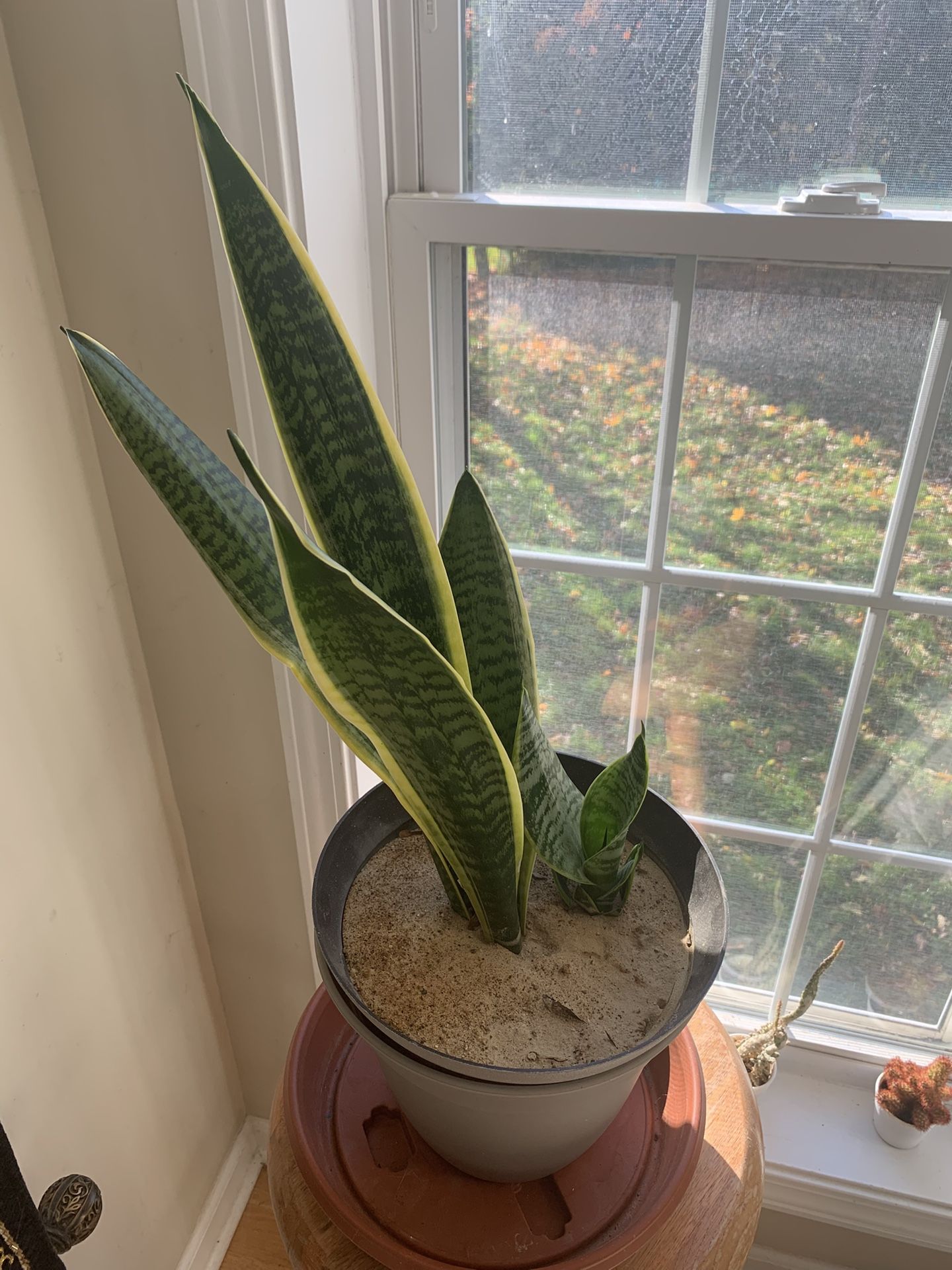 Snake Plant (Sansevieria Laurentii) — 20” Tall, Healthy
