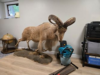Taxidermy sheep