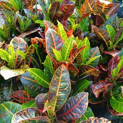 Croton Petra Privacy Hedge Plants 3gl $8