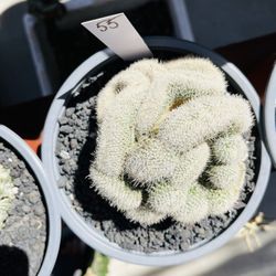 Cactus Crestata Imported 