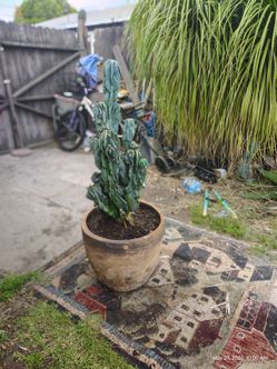 Monstroses cactus plant
