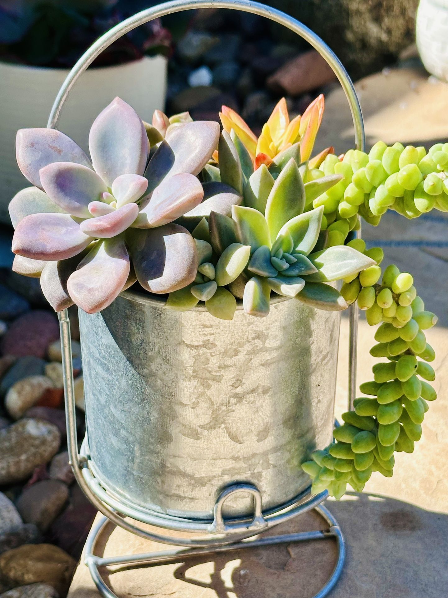 Cute Pot With Beautiful Succulents