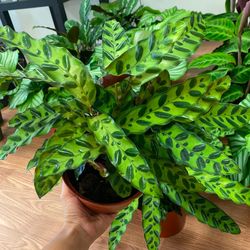 6” Rattle Snake Calathea 
