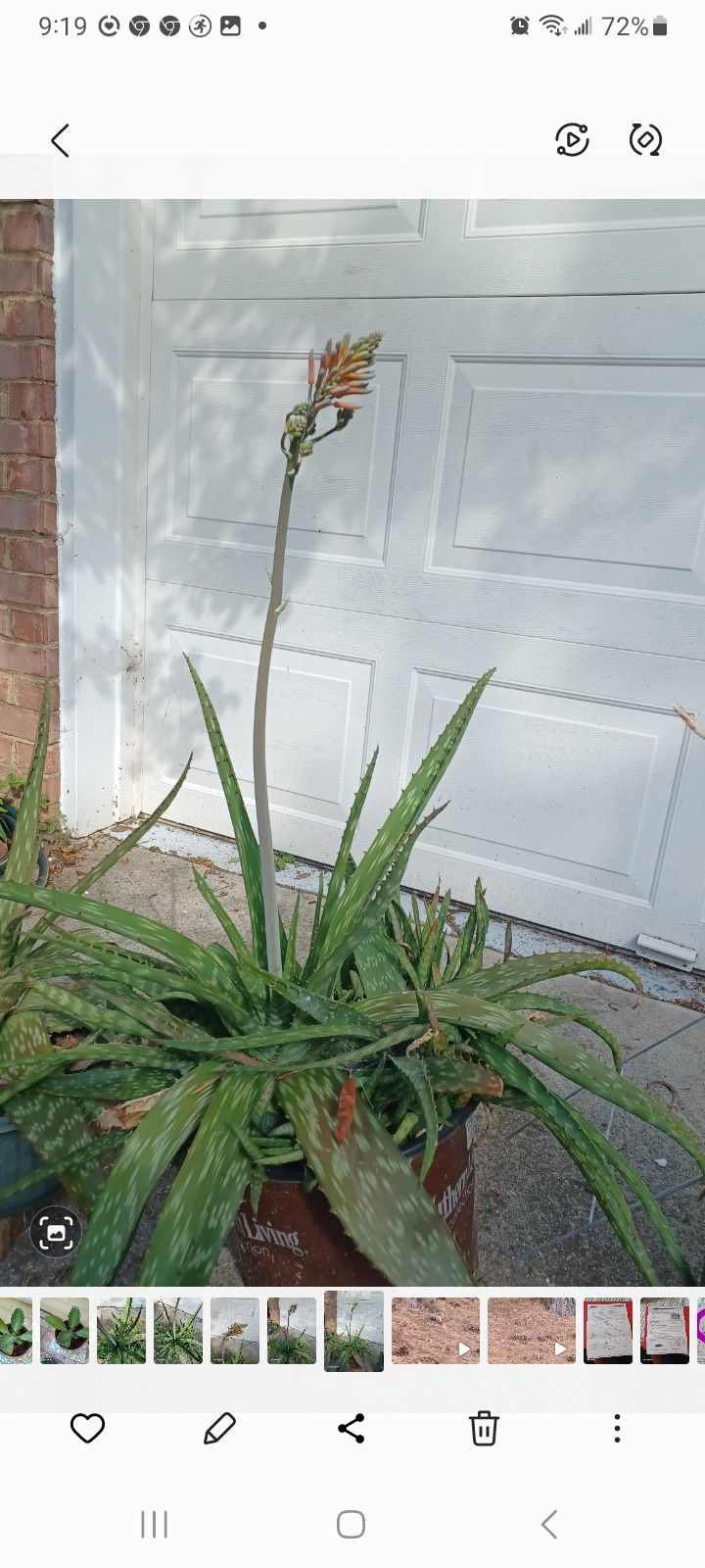 Aloe Vera (Huge Size)