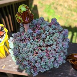 Potted Sedum Dasyphyllum Minor 