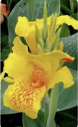 Yellow Cana Lily $10 Each