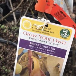 Turkey Brown Species Fig Plants Trees Fully Rooted In 1 Gal Pot