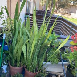 Snake plants 5 gallons,  4.5 feet tall . $50.00 each