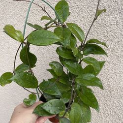 Beautiful Hoya Carnosa Splash Plant 
