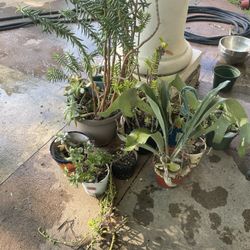 Free Plants, succulents, pots, 