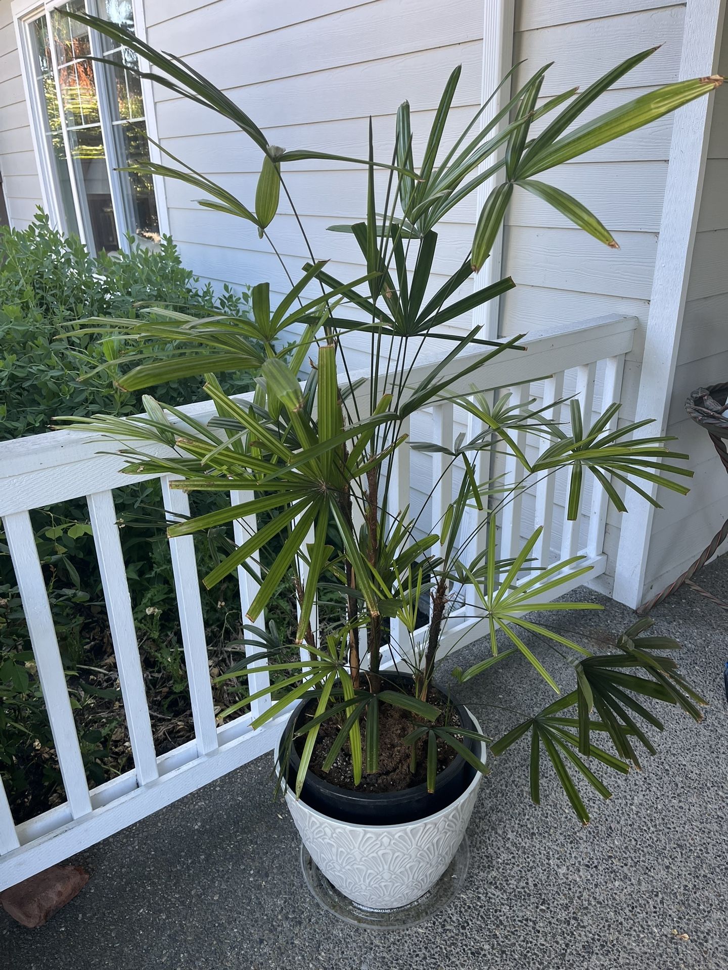 Indoor Lady Palm Plant
