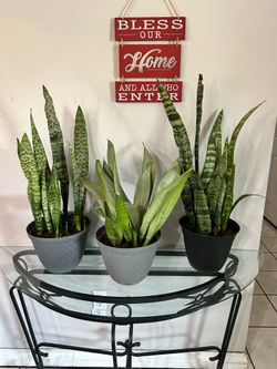 Snake plants
