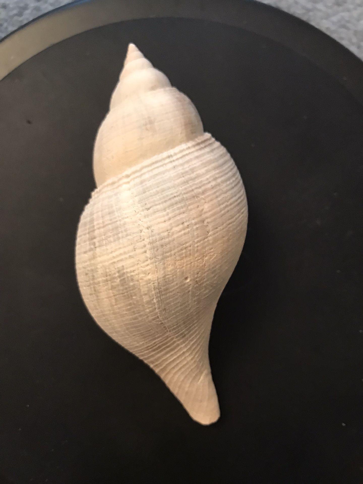 FOSSILIZED TULIP SHELL