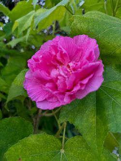 Confederate Rose